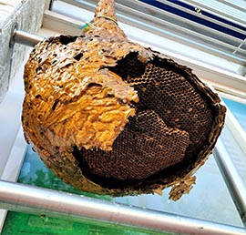 Kammix Schädlingsbekämpfung